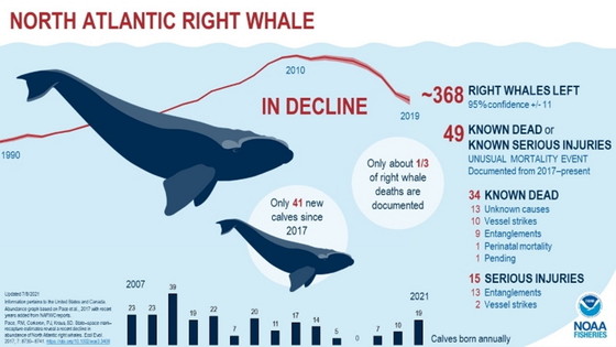 North Atlantic right whale infographic