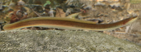 A female American eel in the South Fork Edisto River drainage (Alan Cressler/USGS)