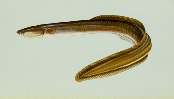 American eel (USFWS)