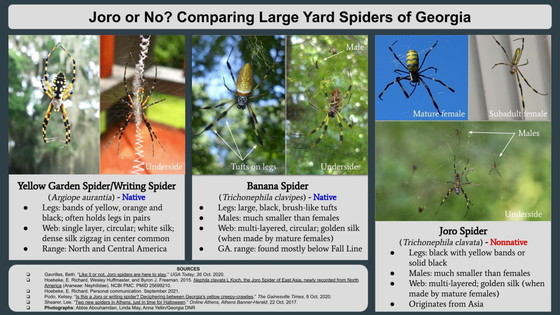 Guide comparing Joros and other large Georgia yard spiders (DNR)