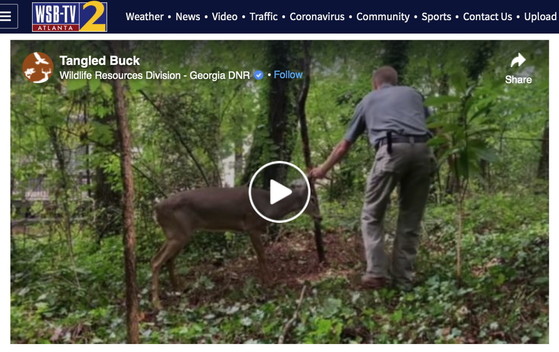 WSB-TV runs video of Urban Wildlife Program staff freeing buck