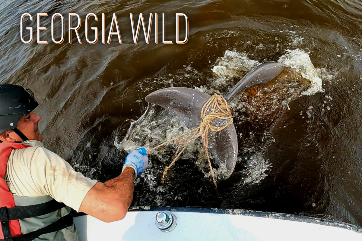 Georgia Wild masthead: dolphin rescue