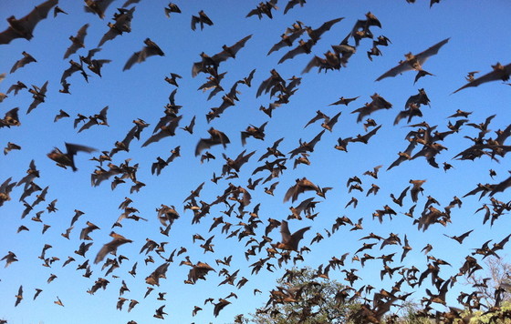 Brazilian free-tailed bats leave a cave in Texas (Ann Froschauer/USFWS)