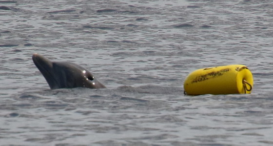 Weighed down by the crab trap, the entangled dolphin surfaces for air (Ashley Raybould/DNR)