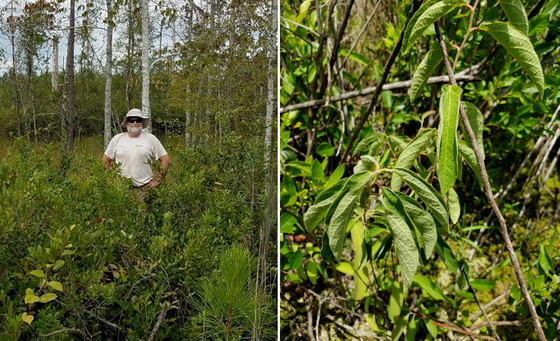 DNR's Phil Spivey poses with pondberry at Mayhaw (DNR)