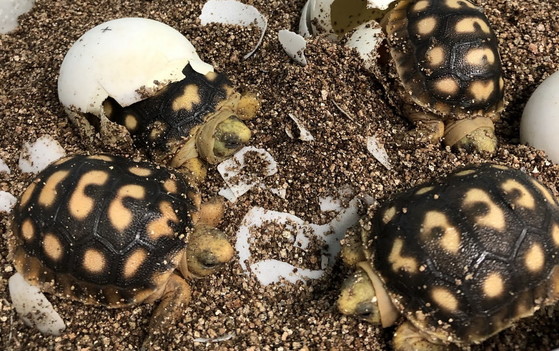 Gopher tortoise hatchlings at Warm Springs (Marylou Horan/DNR)