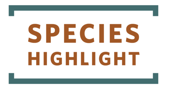 Species Highlight Header