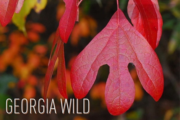 Georgia Wild masthead: sassafrass leaves (Terry W. Johnson)