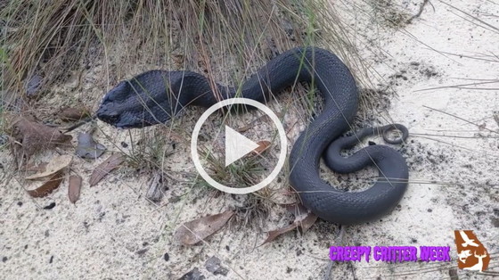 Hognose snake video post on DNR Facebook