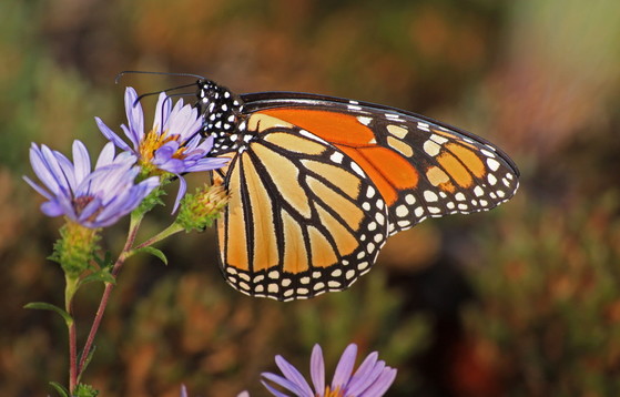 Monarch butterfly (Alan Cressler)