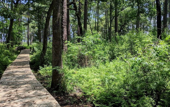 Boardwalk upgrade in ABAC's Nature Study Area (ABAC)