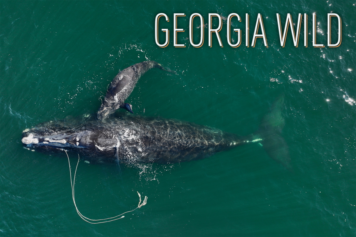 Georgia Wild masthead: Entangled right whale and calf off Cumberland Island Dec. 2 (DNR/taken under NOAA permit 20556)