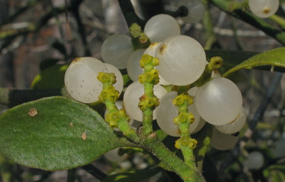 Mistletoe berries (Alan Cressler)