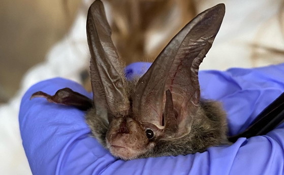 Rafinesque’s big-eared bat found in a south Georgia culvert (Emily Ferrall/DNR)