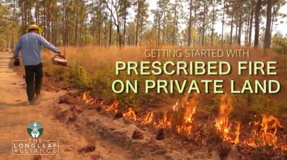 Longleaf Alliance video on private landowners getting started in using prescribed fire