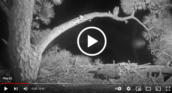 Great horned owl pair visits Savannah nest (Cornell Lab/Landings Bird Cam)