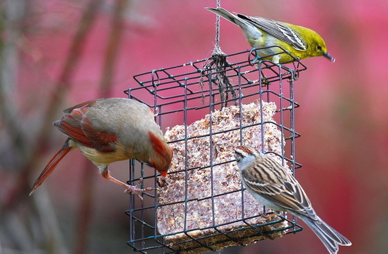 birds on a suet feeder