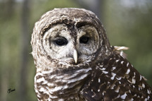 Barred Owl