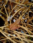 spring peeper