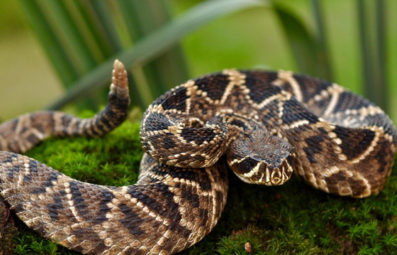 Eastern diamondback rattlesnake (Mark Krist)