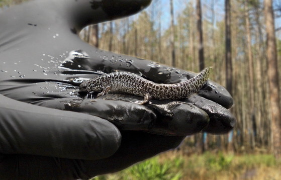 Frosted flatwoods salamander in hand (Mark Mandica/Amphibian Foundation)