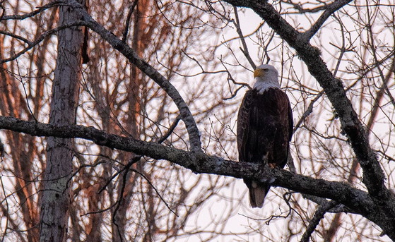 Bald eagle at rest (Anita Leming/anitalemingphotography.smugmug.com)