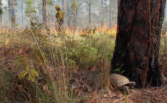 Gopher tortoise moves away from a prescribed fire in a Wheeler County stand (Abel Klainbaum)