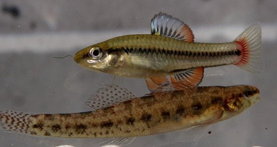 Male bluefin killifish (top) and a swamp darter at Magnolia Springs (DNR)