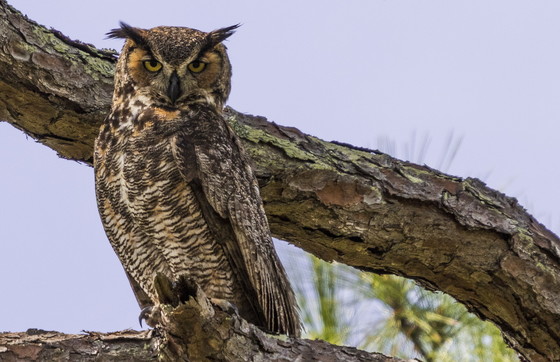 Great horned owl (Marcia Brandes/GNPA)