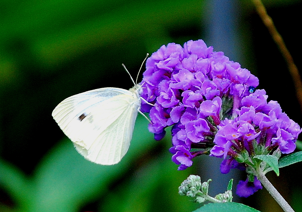 Cabbage white butterfly (Terry W. Johnson)