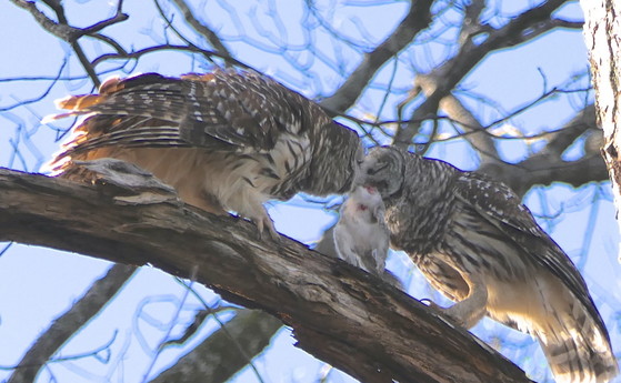 Barred owls with prey (Linda May/DNR)
