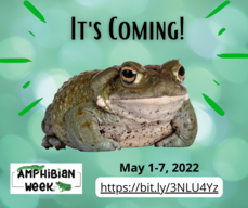amphibian week logo