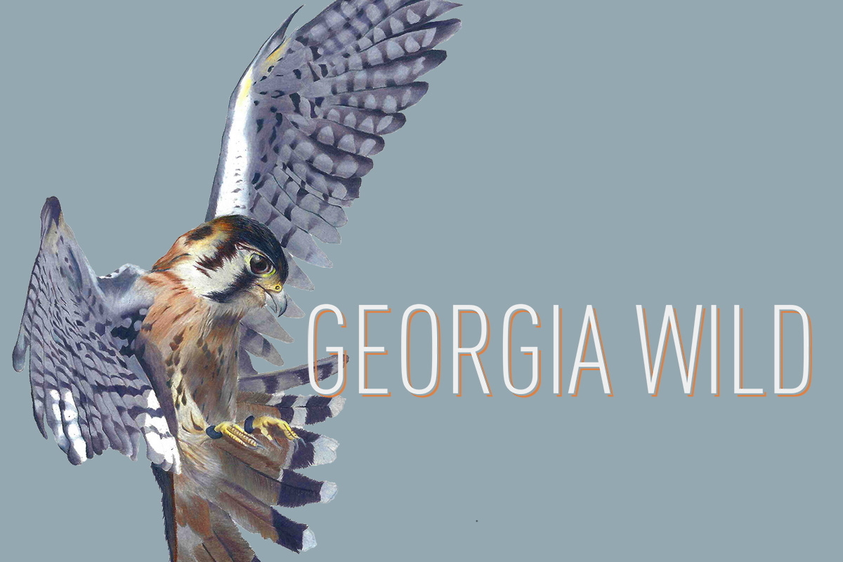 Georgia Wild masthead: American kestrel by Arvin Guo