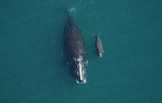 Right whale no. 3157 and her calf off Cumberland Island in February (FWC/NOAA permit 0556-01)