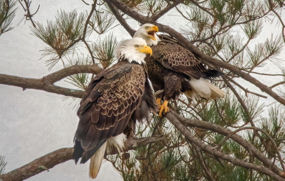 A healthy bald eagle pair in Floyd County (Jenny Burdette Photography/GNPA)