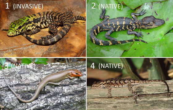 Photos of juvenile tegus and Georgia native reptiles