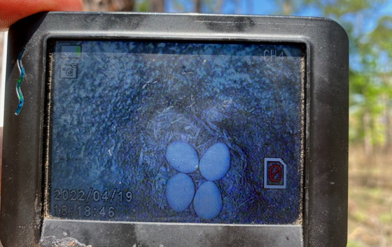Peep camera glimpse of red-cockaded woodpecker eggs in a nest cavity (Joe Burnam/DNR)