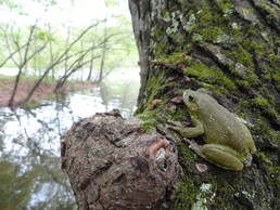 frog on a log