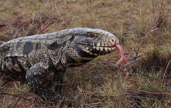 Argentine black and white tegu (Dustin Smith)