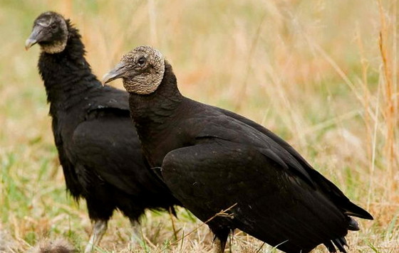 Black vultures, a growing focus for HPAI cases (Noppadol Paothong/MDC)