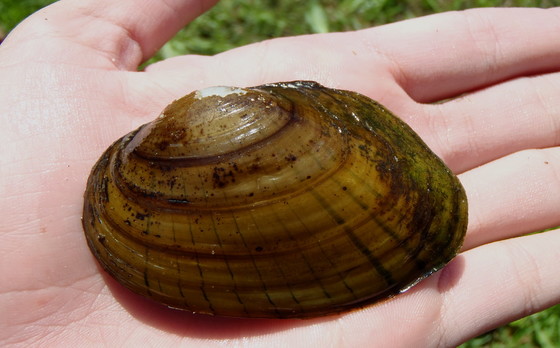 Finelined pocketbook mussel (Anakela Escobar/DNR)