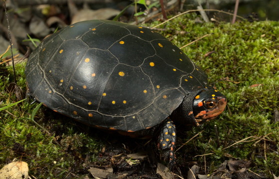 Spotted turtle (Ben Stegenga/The Orianne Society)