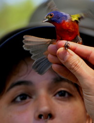 TALON camper gets a close-up of a male painted bunting on Little St. Simons Island (Linda May/DNR)