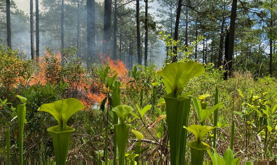 Growing-season burn at Doerun Pitcherplant Bog WMA (Joe Burnam/DNR)