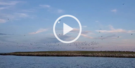 Whimbrels fly to a roost as DNR and Manomet staff survey the shorebirds (Emily Jones/WABE-FM)