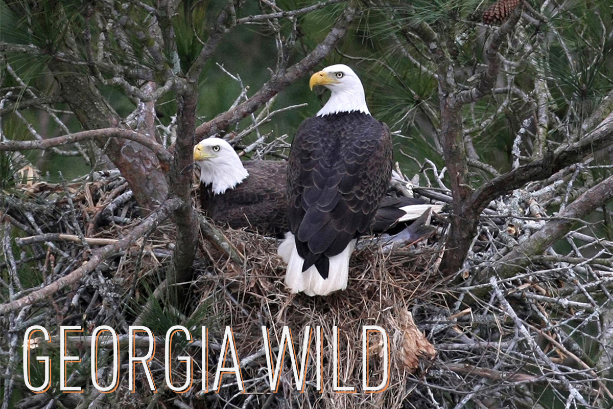 Georgia Wild masthead: bald eagles on the nest (Curtis Compton/Atlanta Journal-Constitution)