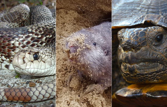 Excellent excavators: pine snakes, pocket gophers, gopher tortoises (Dirk Stevenson, J.T. Pynne, Mark Krist)