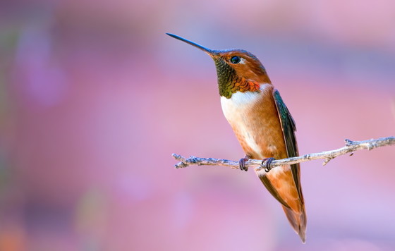 Keep an eye out for rufous hummingbirds. 