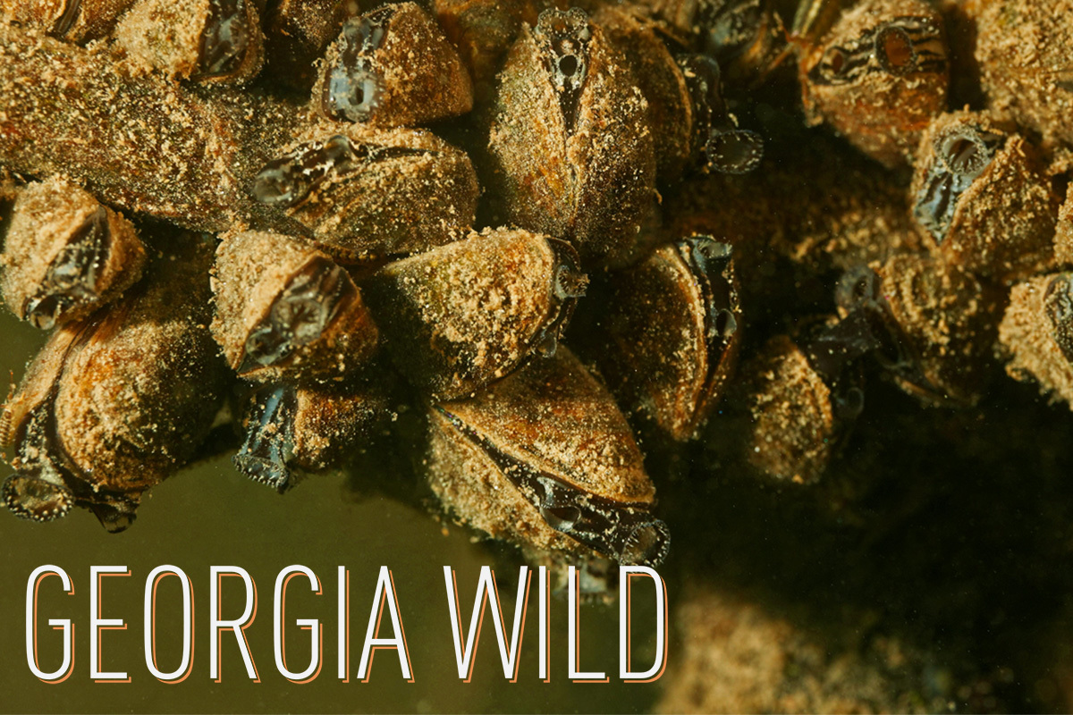 Georgia Wild masthead: zebra mussels (Adobe)
