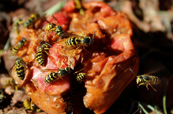 Yellow jackets feed on a rotting apple (Adobe)